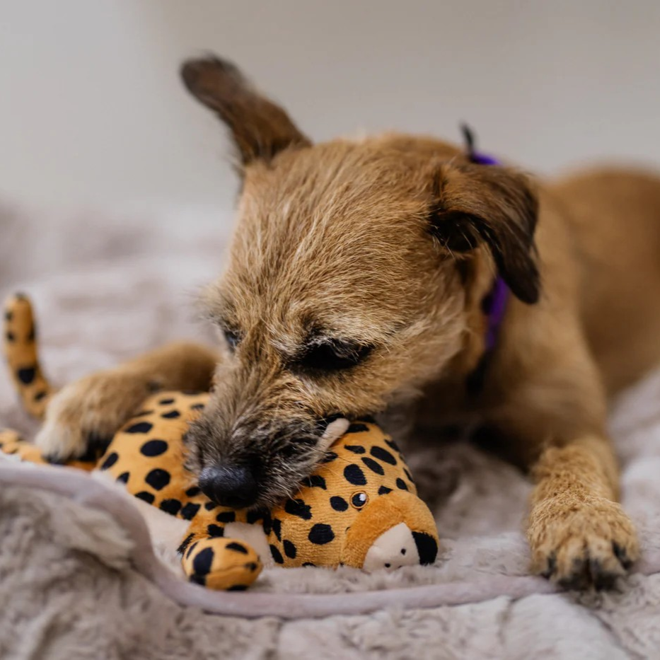 Dog playing with an interactive leopard dog toy made with eco-friendly materials and AZO-free dyes