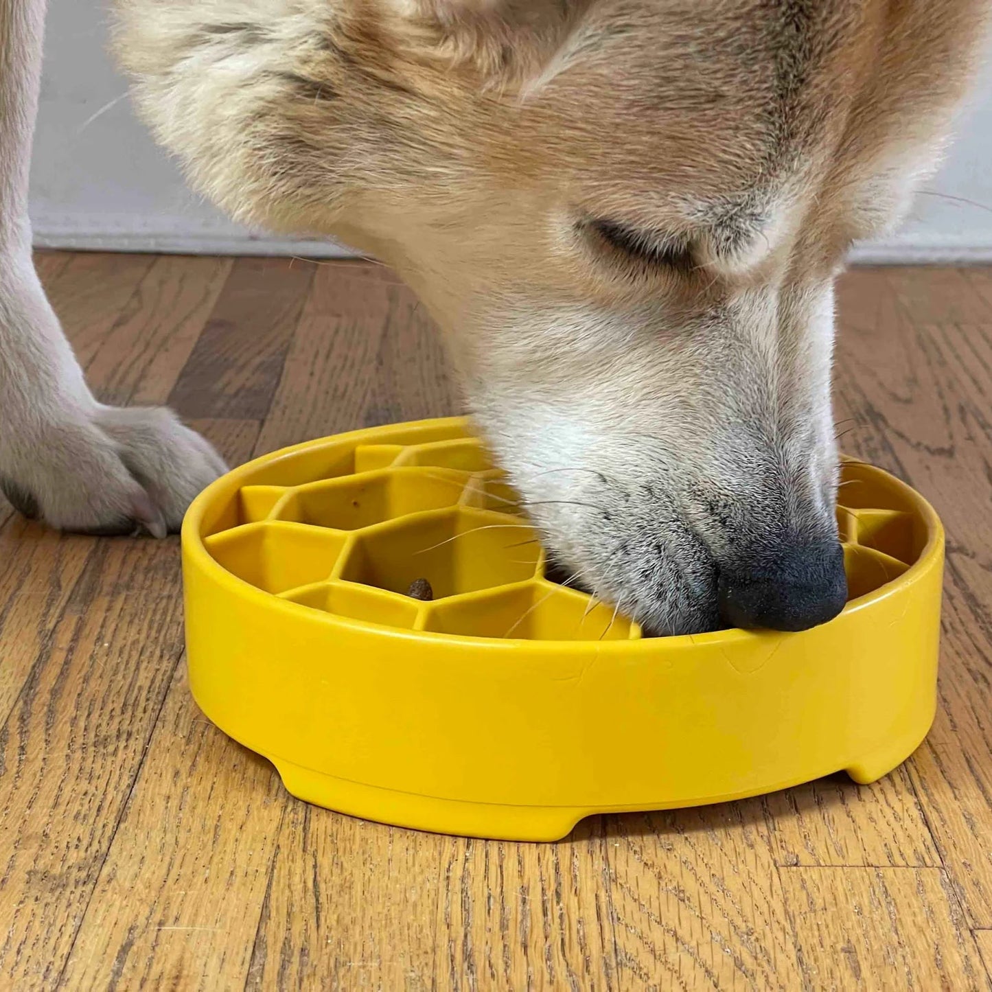 Honeycomb Dog Slow Feeder Bowl