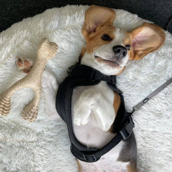 Dog enjoying the BetterBone HARD chew, designed to support aggressive chewers with durable, splinter-resistant materials.