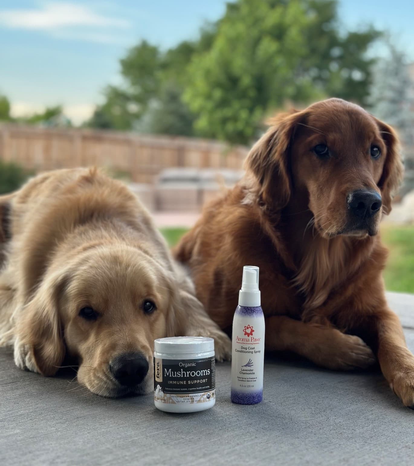 Bru and Rocky, happy customer dogs