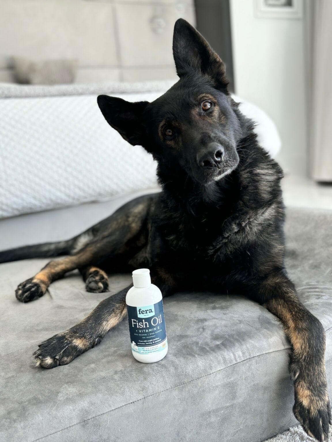 German Shepherd relaxing on a gray couch with Fera Fish Oil supplement