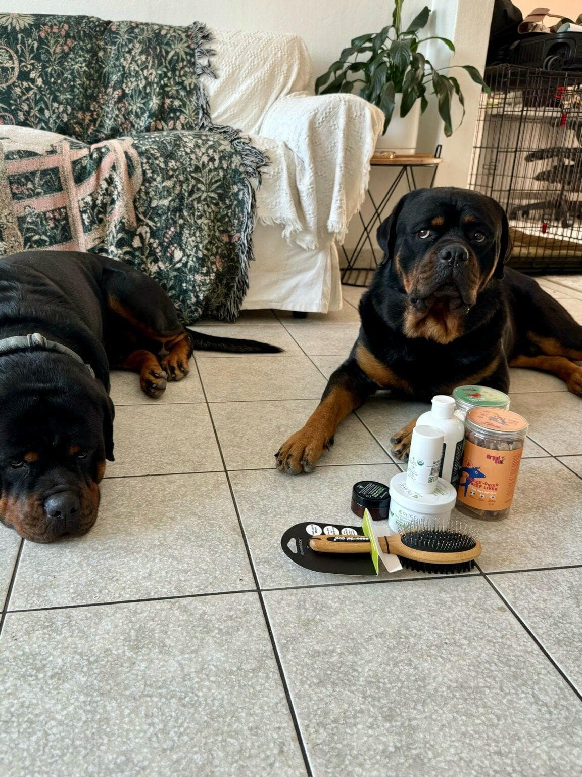 Two Rottweilers lounging with grooming supplies and treats
