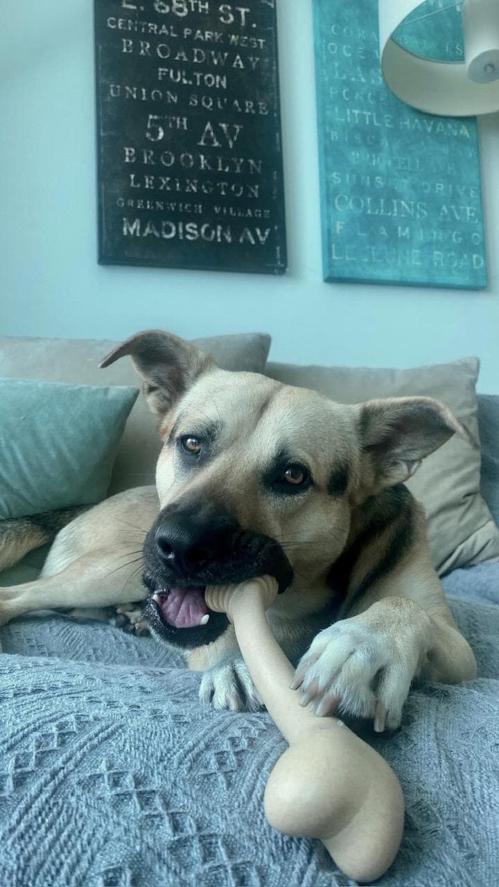 Tan mixed breed dog on couch happily chewing a bone toy