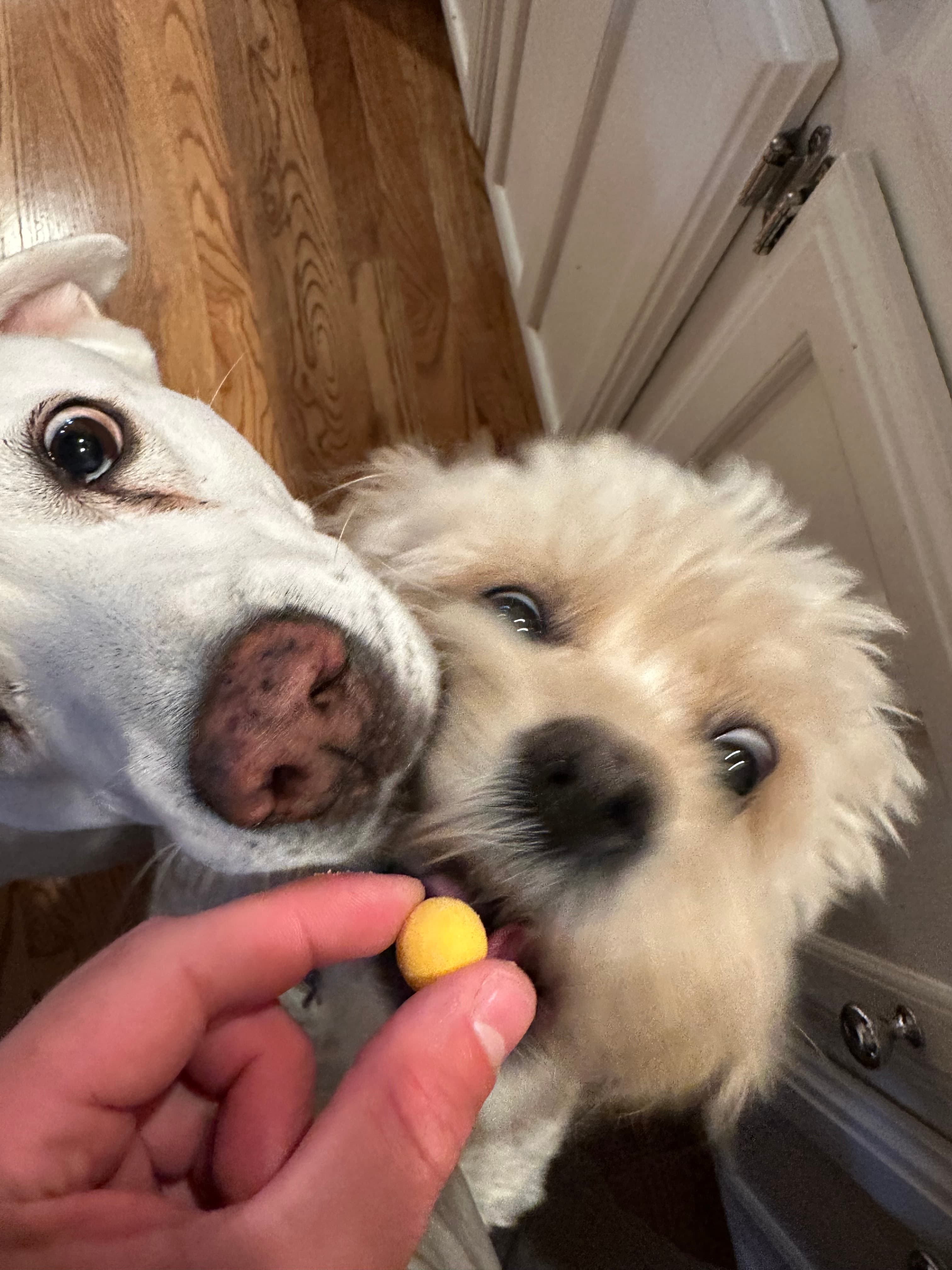 Charlie and Odie, happy customer dogs