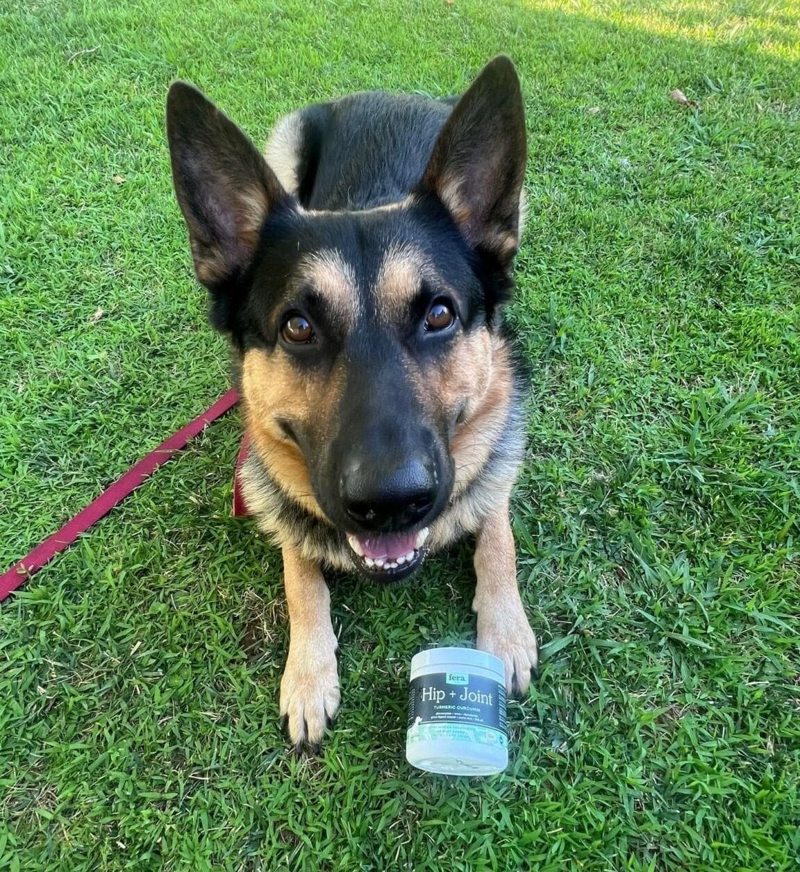 Sabr, a satisfied customer dog