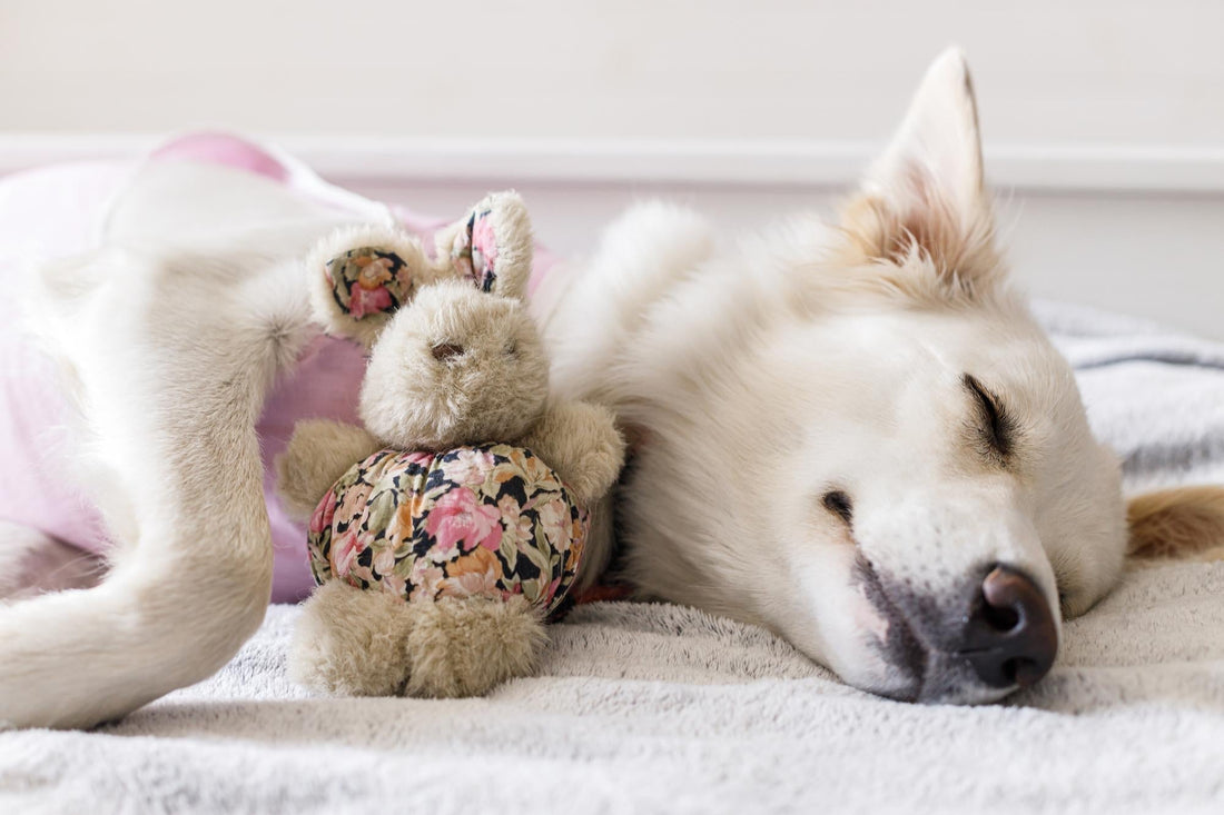 Dog cuddling with its favorite toy