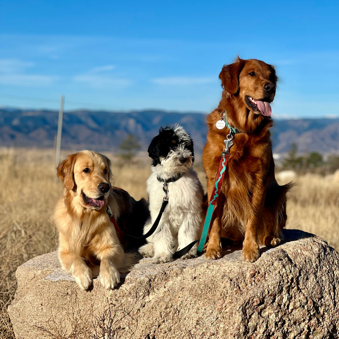 Importance of Socialization