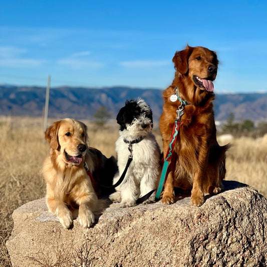 Importance of Socialization