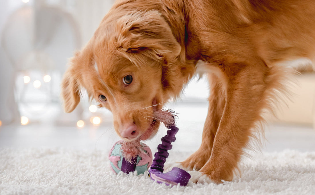 Dog playing with a toy