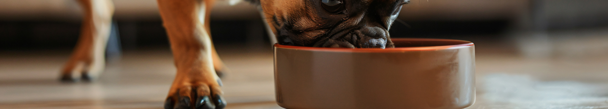 Bowls and Feeders