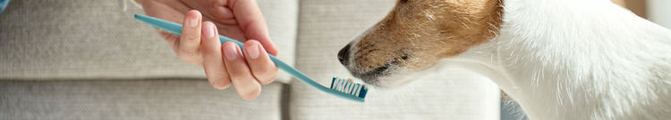 Dental Care