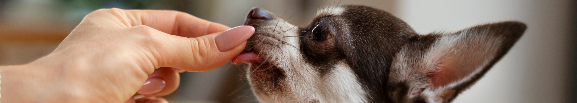 Allergy-Friendly Dog Treats