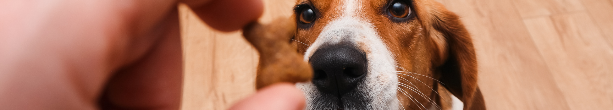 Organic Dog Treats