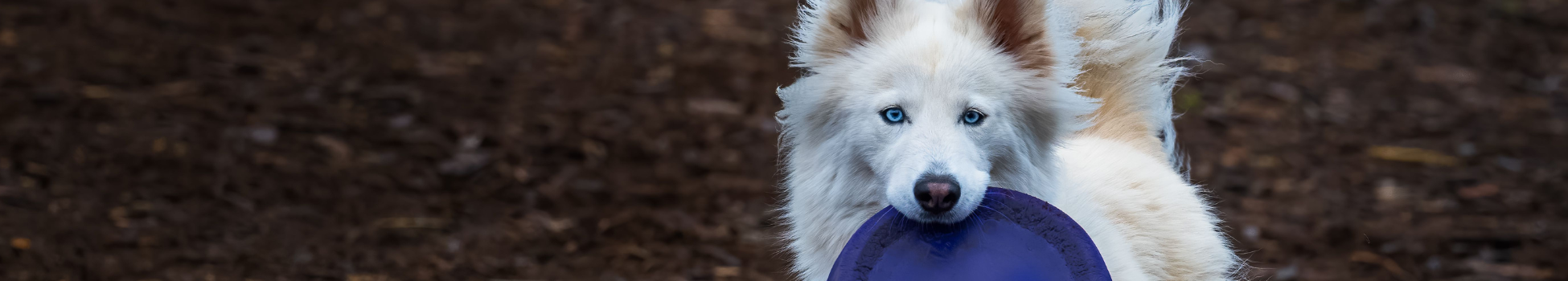 Dog carrying a frisbee dog toy