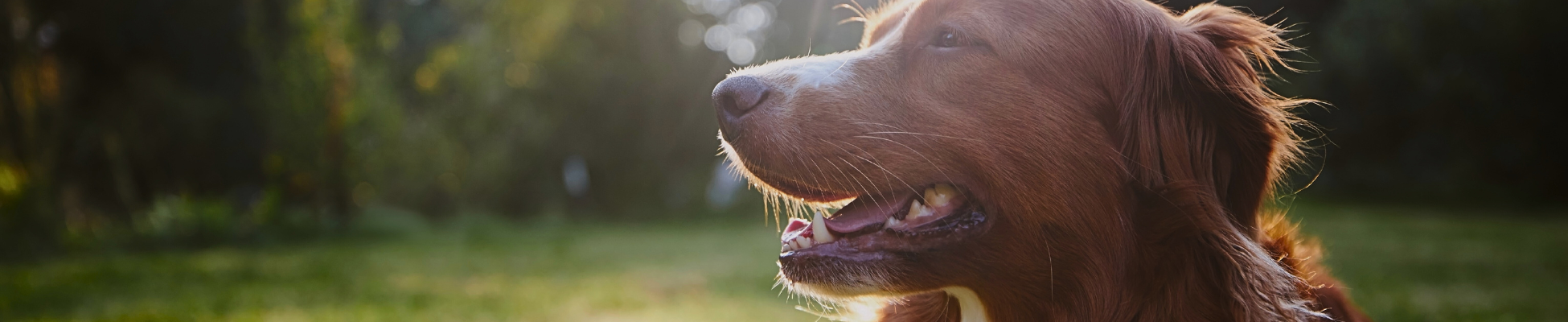 Organic Dog Toys