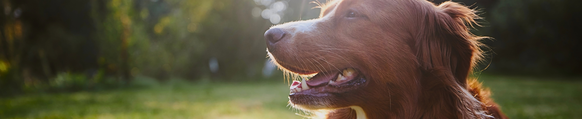 Natural Fiber Dog Toys