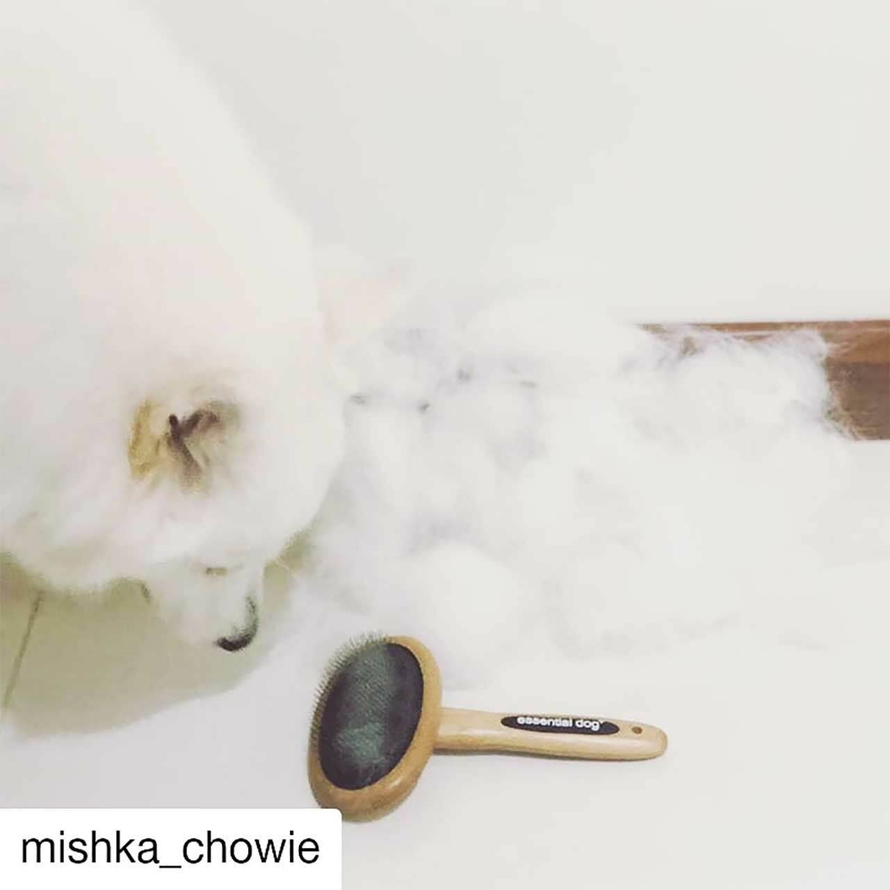 Dog being brushed with a bamboo grooming brush during routine coat care