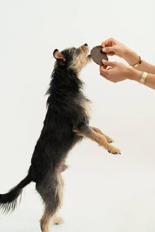 Dog being rewarded with a protein-rich bison jerky dog treat