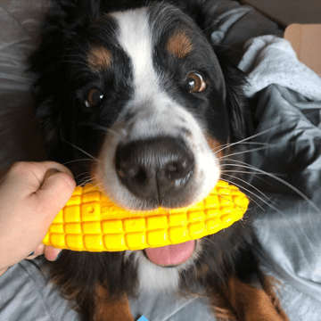 Dog chewing the textured SodaPup Corn on the Cob toy designed for aggressive and power chewers