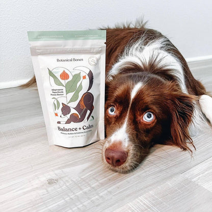 Dog eating Botanical Bones Balance + Calm calming dog treats made without artificial fillers or preservatives