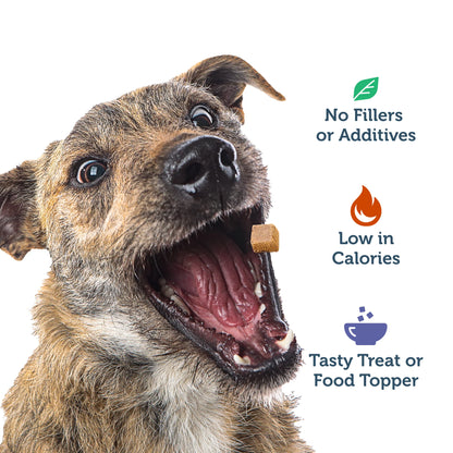 Dog eating Four Leaf Rover freeze-dried lamb liver dog treats during treat time