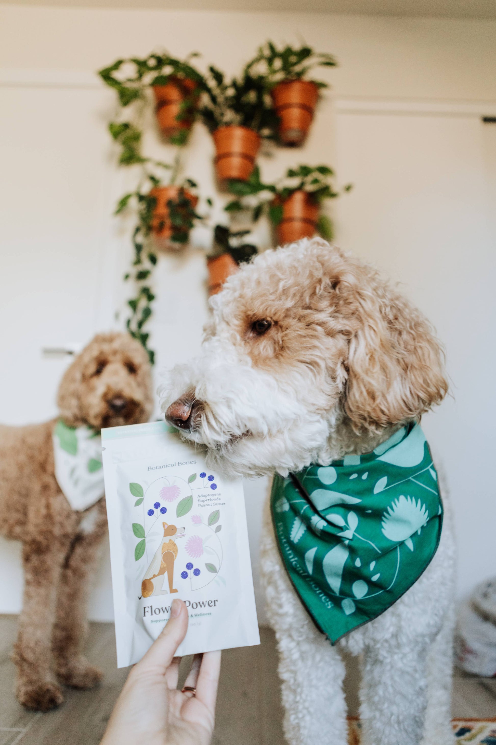 Dog with Flower Power organic dog treats made with natural superfood ingredients