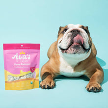 Dog enjoying crunchy organic banana dog treats that are gluten-free and allergen-friendly