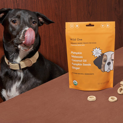 Happy dog enjoying Wild One organic pumpkin spice vegan dog treats made with plant based, USDA organic ingredients and baked in small batches.