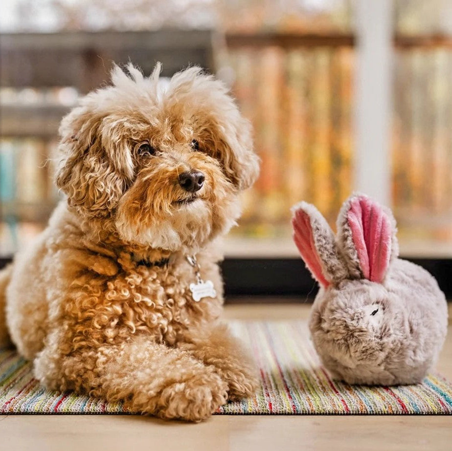 Dog playing with Baxter the Bunny plush dog toy featuring a squeaker and crinkly ears for engaging interactive play.