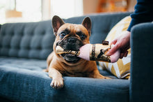 Dog playing with champagne bottle plush dog toy, interactive non-toxic dog toy for enrichment