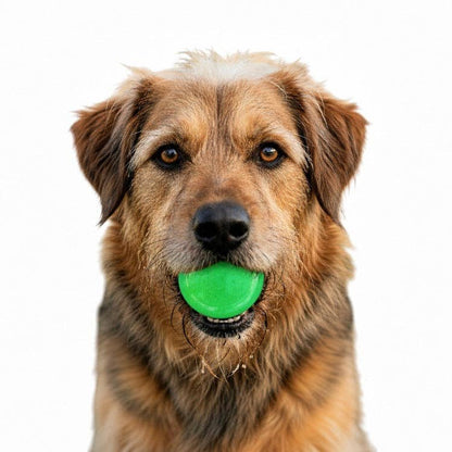 Dog holding a green SodaPup soft rubber fetch ball in its mouth