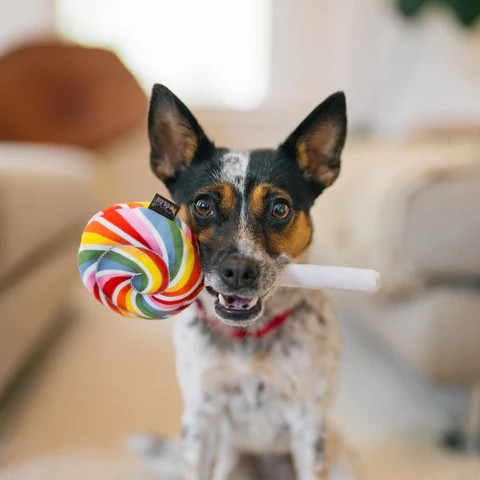 Dog holding a rainbow lollipop dog toy featuring squeakers and a rope handle, made with non-toxic materials