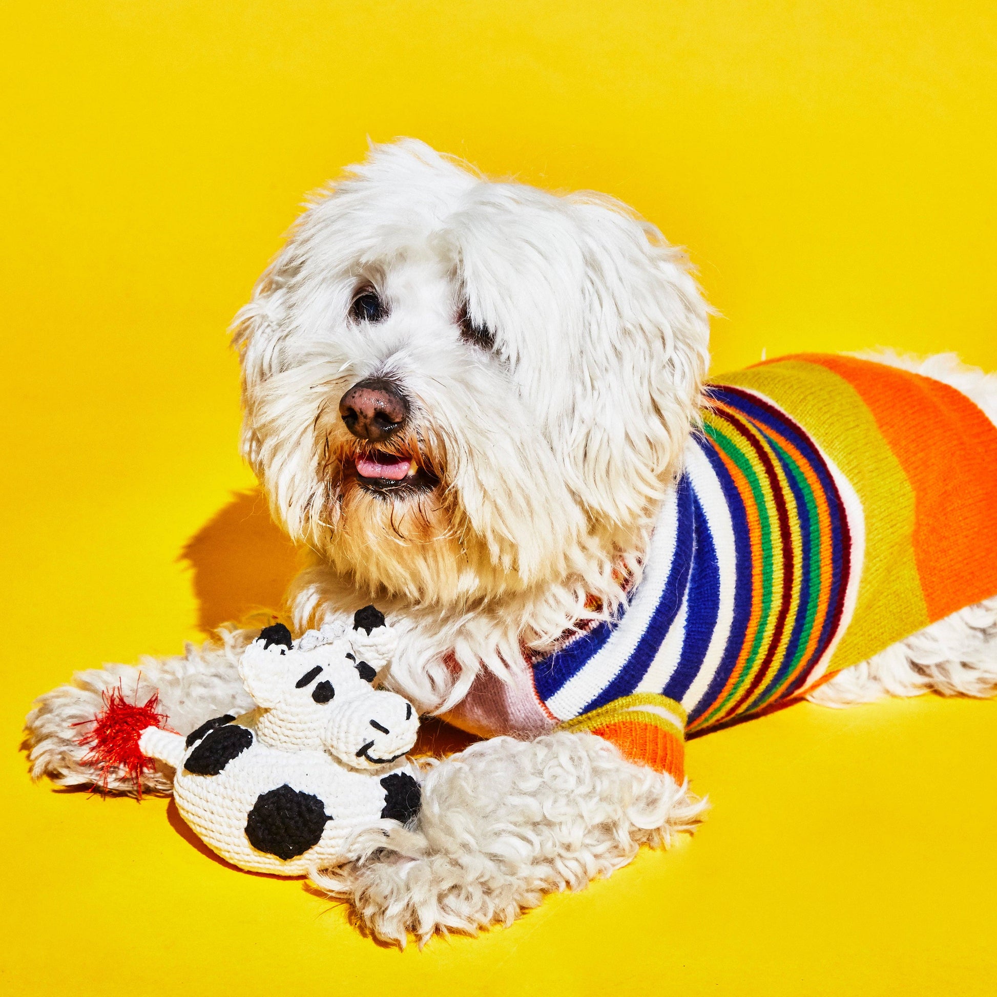 Dog holding an organic cotton cow dog toy made with non-toxic materials and a squeaker
