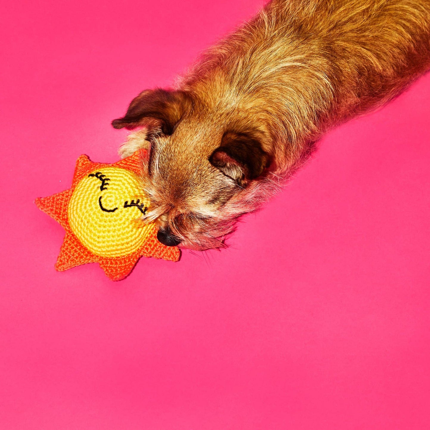 Dog holding an organic cotton sun dog toy made from non-toxic cotton with a squeaker
