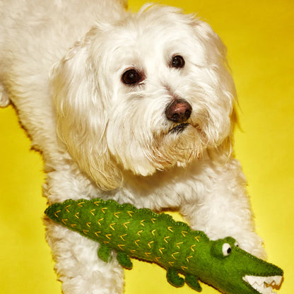 Dog holding green alligator wool dog toy, natural fiber dog toy for interactive play