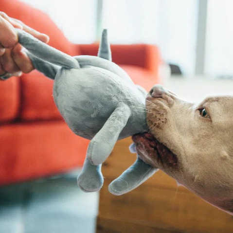 Dog playing tug with an elephant dog toy featuring a hidden rope element
