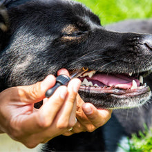 Dog receiving dental health drops as part of a brush-free oral care routine