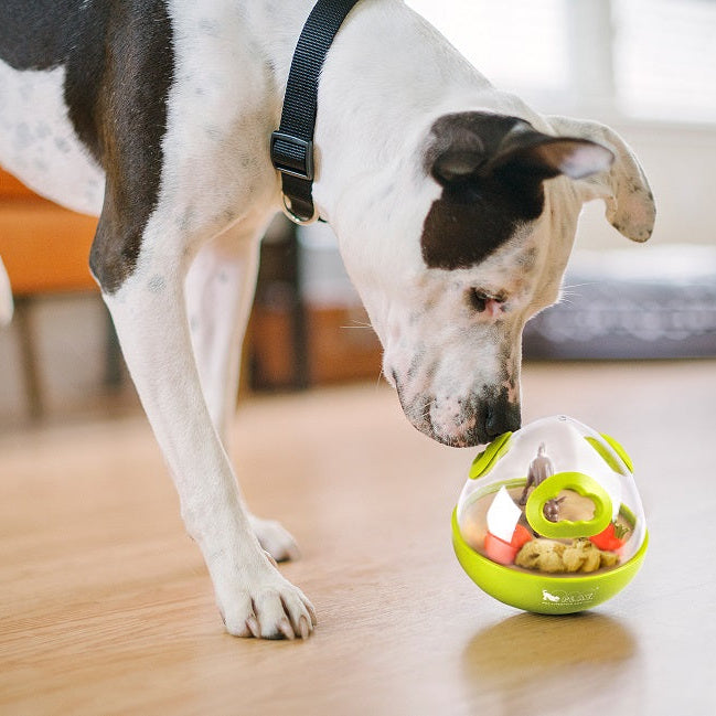 Dog nudging an interactive wobble toy to release treats for mental enrichment and slow feeding.