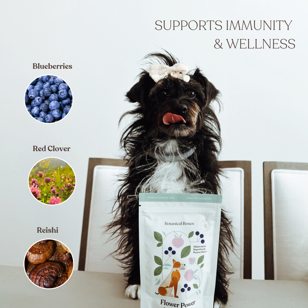 Dog beside Flower Power organic superfood dog treats with functional plant-based ingredients