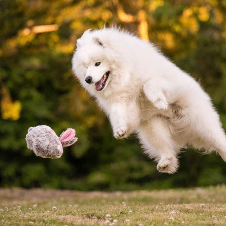 Dog enjoying outdoor play with Baxter the Bunny plush dog toy made with recycled fiber and pet-safe materials.