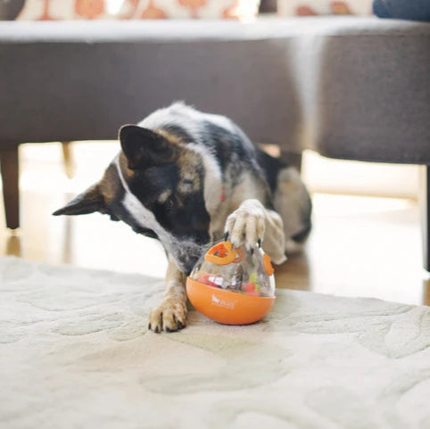 Interactive wobble slow feeder toy being pawed by a dog during enrichment-based playtime.