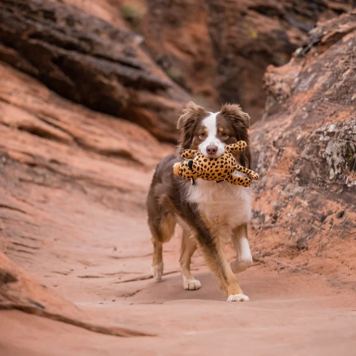 Dog outdoors inspired by safari-style play, representing interactive and active enrichment