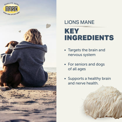 Key ingredients in lion’s mane supplement for dogs showing whole mushroom extract