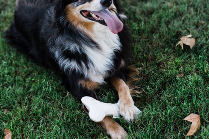 Dog carrying a natural fiber hemp dog bone toy outdoors during gentle play