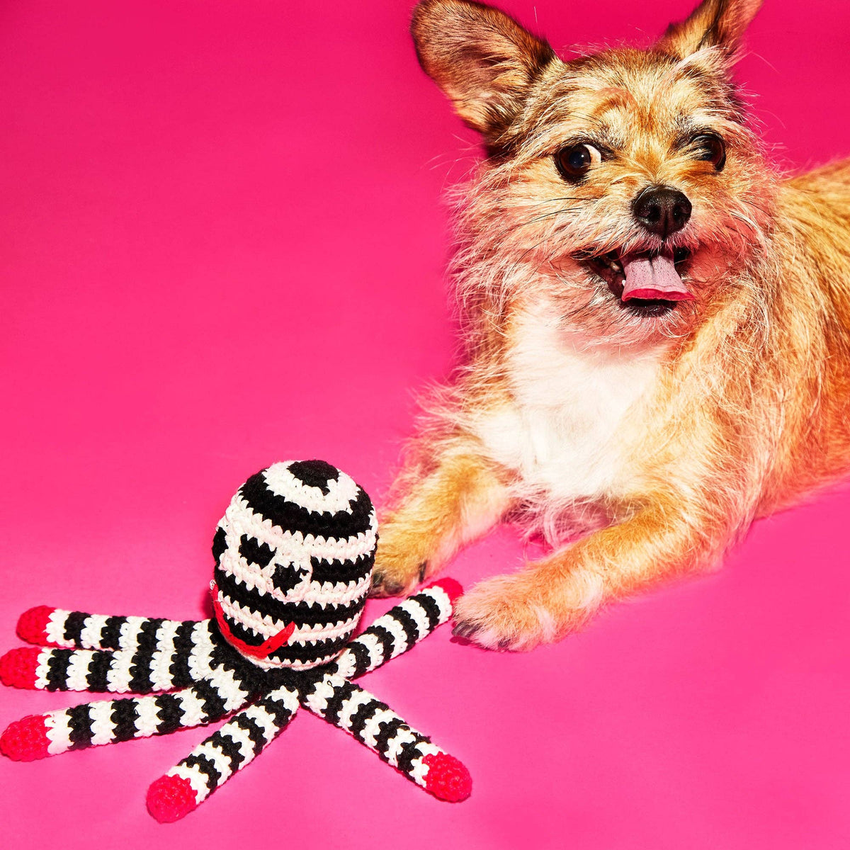 Dog playing with a black and white organic cotton octopus dog toy