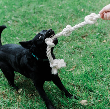 Dog playing tug of war outdoors with a natural organic cotton rope dog toy
