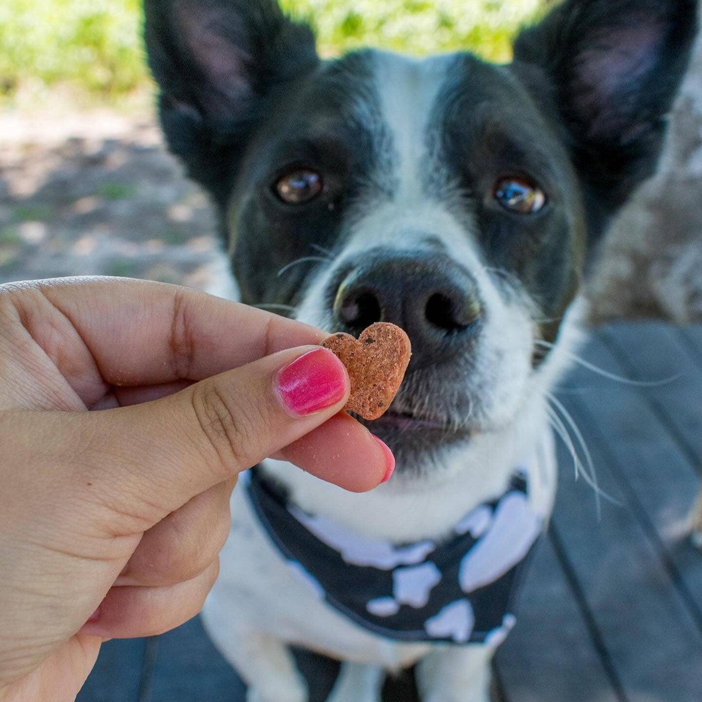 Dog enjoying Organic Love Bites superfood training treats during reward