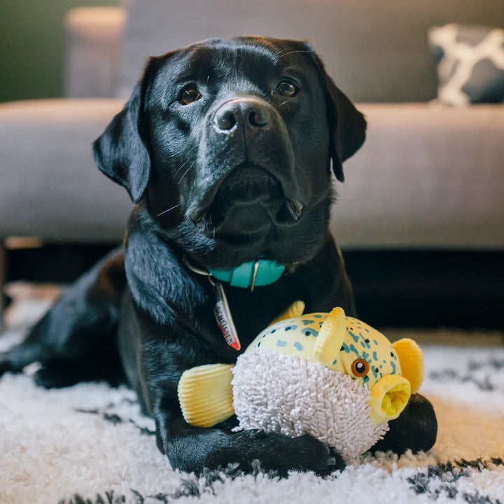 Black dog lying beside a yellow puffer fish plush dog toy with a hidden spiked squeaker ball