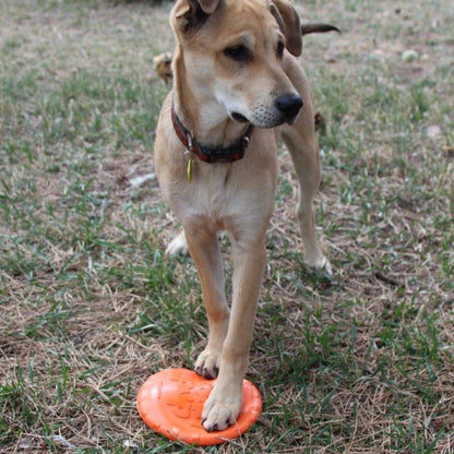 Dog retrieving a durable rubber frisbee outdoors, designed for safe and active fetch play.