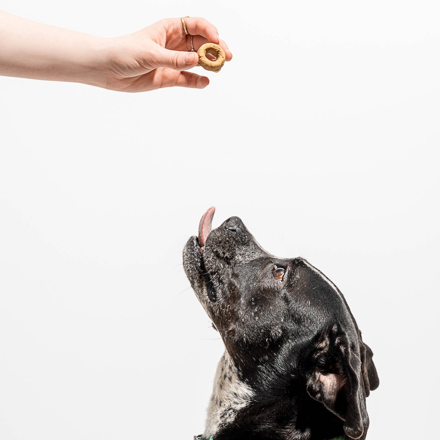 Dog reaching for Wild One organic pumpkin spice vegan dog treats, ideal for training, portion control, and healthier everyday rewards.